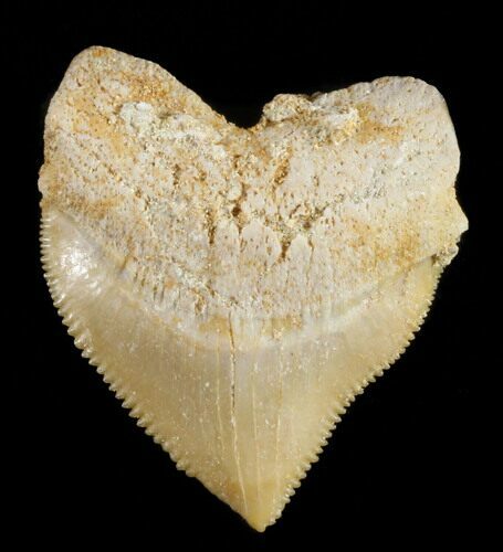 Nice Squalicorax (Crow Shark) Fossil Tooth #38419